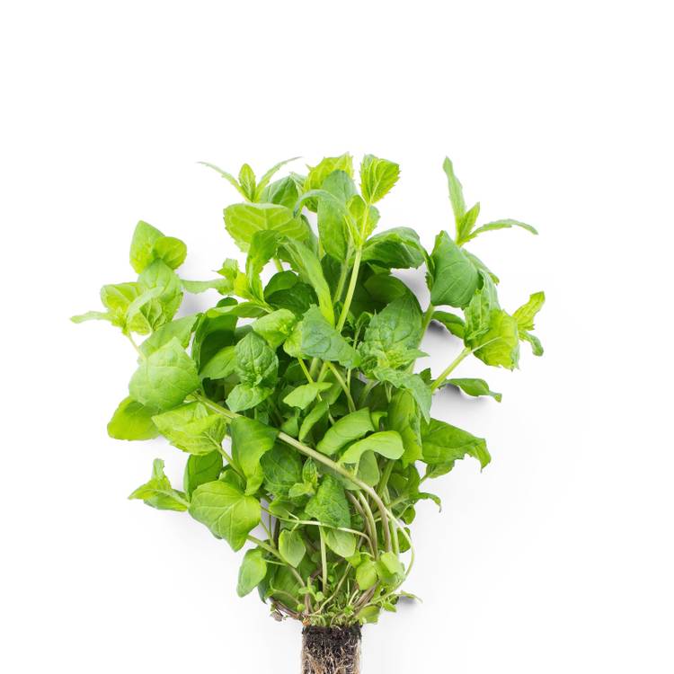 La Menthe 15g "Infarm"