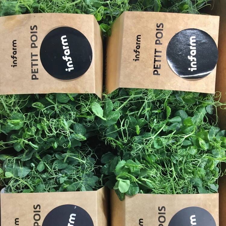 Les Pousses de petits pois "Infarm"