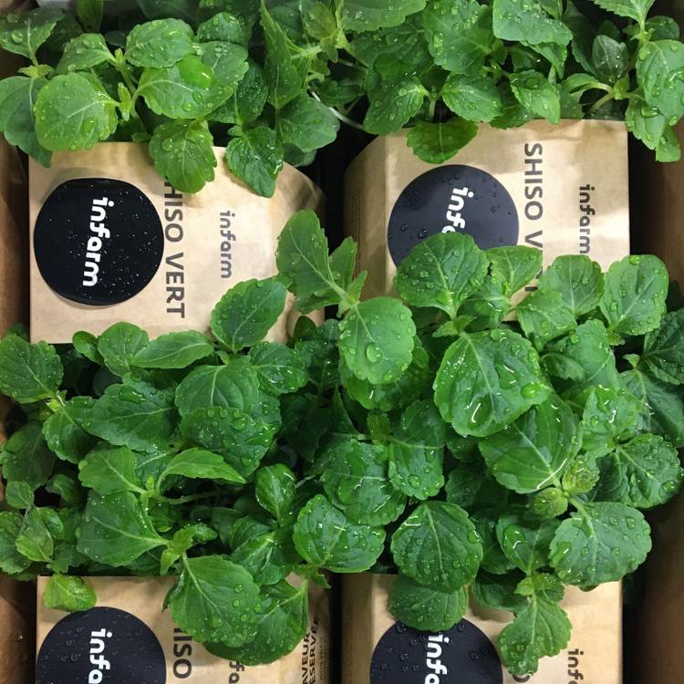 Le Shiso vert "Infarm"