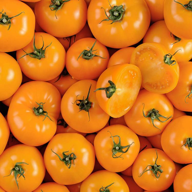 La Tomate grosse orange