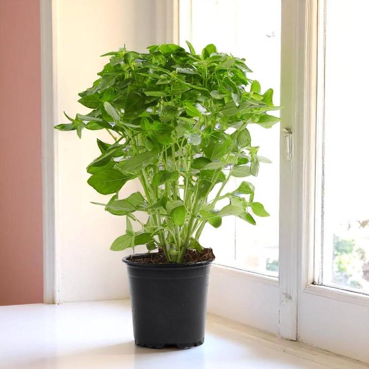 Le Basilic à grosses feuilles en pot HVE