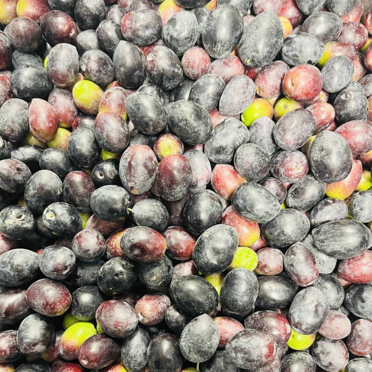 L'Olive noire crue
