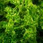 Herbes aromatiques