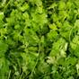 Herbes aromatiques
