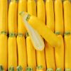 La Courgette jaune BIO