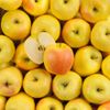 La Pomme goldrush delisdor BIO