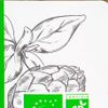 Le Tartinable d'artichaut basilic BIO