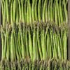 L'Asperge verte BIO