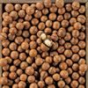 La Noix de macadamia