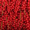 La Groseille rouge pour confiture en colis de 1kg