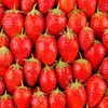 La Fraise mariguette en plateau