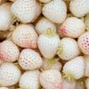 La Fraise blanche