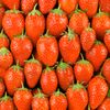 La Fraise ciflorette