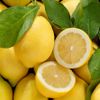 Le Citron feuille non traité après récolte