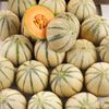 Le Melon charentais bio