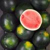 La Pastèque noire sans pépin