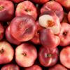 La Nectarine plate blanche HVE