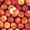 Pomme Liz Petite HVE