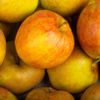 La Pomme spéciale compote en colis de 5kg (variété selon arrivage)