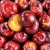 La Prune saphire