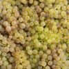 Le Raisin chasselas de Moissac AOP