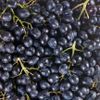 Le Raisin noir sans pépin 500g