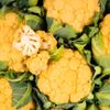 Le Chou-fleur orange