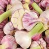 L'Ail violet frais