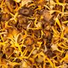 La Chanterelle jaune