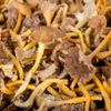 La Chanterelle jaune