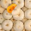 La Courge bernettine