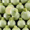 La Courgette blanche ronde