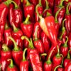 Le Piment d'Espelette