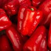 Le Poivron rouge BIO
