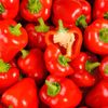 Le Mini poivron rouge