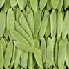 Pois Mangetout