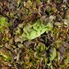 La Salade feuille de chêne rouge
