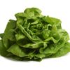 La Salade laitue verte