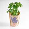 Le Basilic vert en pot