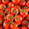La Tomate grappe sélection HVE