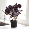 Le Basilic rouge en pot HVE