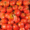 La Tomate cœur de bœuf - Sélection variété ancienne
