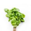 Le Basilic vert 15g "Infarm"