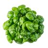 Le Basilic vert 15g "Infarm"