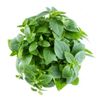 Le Basilic grec 15g "Infarm"