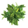 Le Basilic thaï 15g "Infarm"