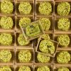 Le Chèvre enrobé de pistache et basilic