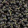 Le Cassis 125g