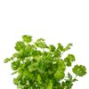 La Coriandre 15g "Infarm"