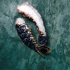 Les Demi-queues de homard crues Canadien